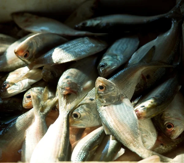 Mercado do peixe — Fotografia de Stock