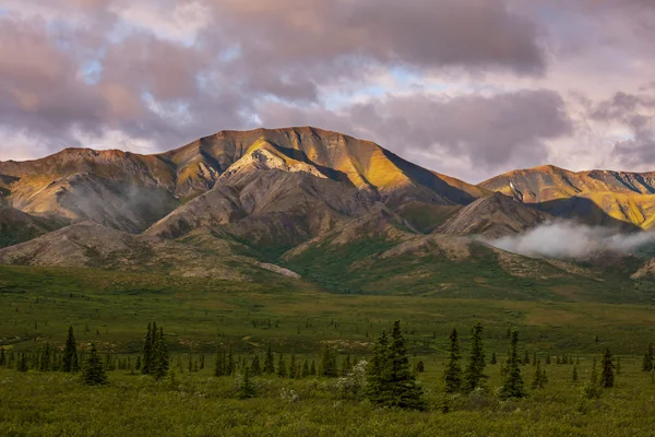 Denali — Stock fotografie