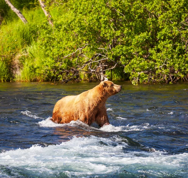 Urso no Alasca — Fotografia de Stock