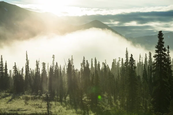 Wald auf alaska — Stockfoto