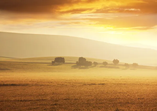 Grassland on sunrise — Stock Photo, Image