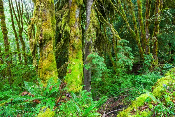 Forêt pluviale — Photo