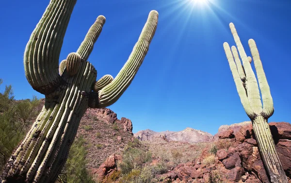 Saguaro πάρκο — Φωτογραφία Αρχείου