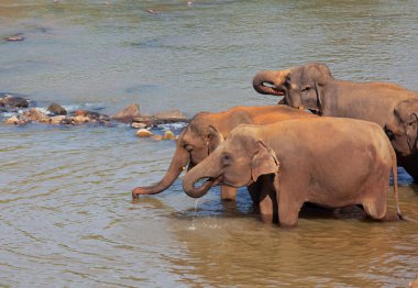 sri lanka fil