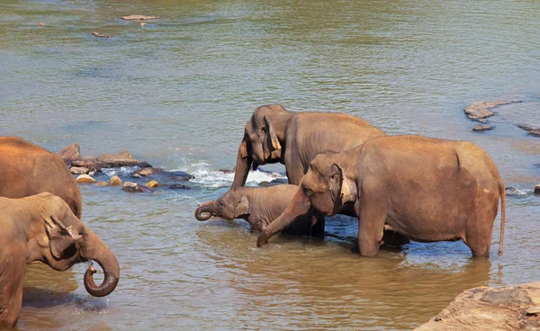 Elephants on Sri Lanka — Stock Photo, Image