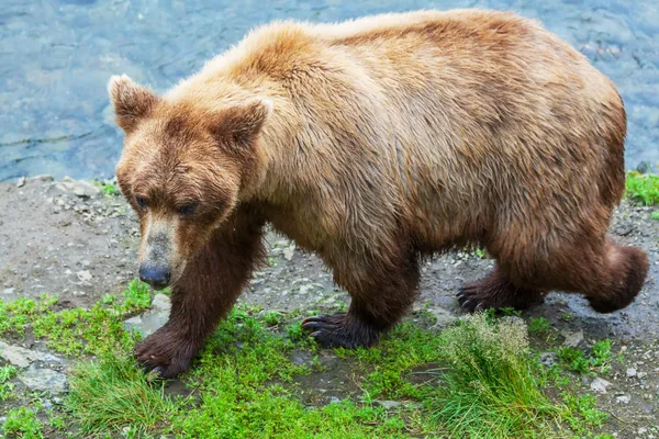 Bear on Alaska — Stock Photo, Image