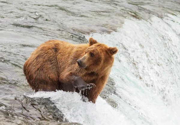 Orso in Alaska — Foto Stock