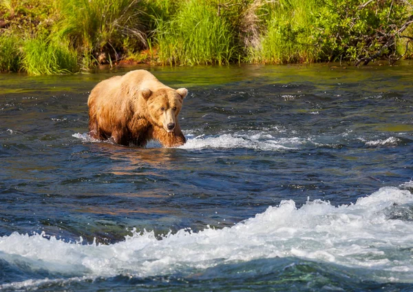 Bär auf Alaba — Stockfoto