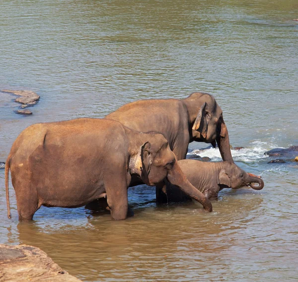 Elephants on Sri Lanka — Stock Photo, Image