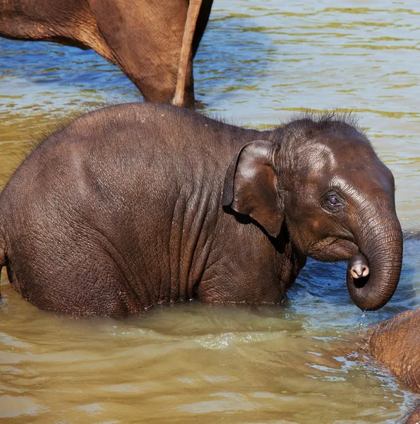 Elefante en Sri Lanka — Foto de Stock