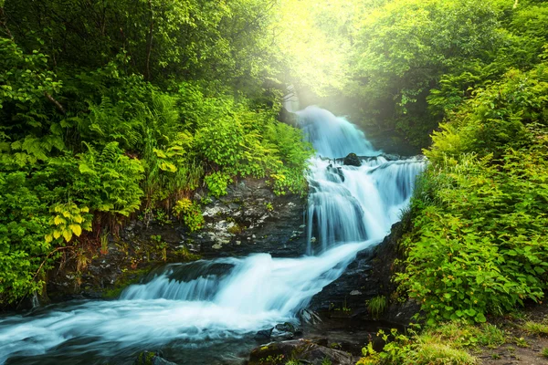 Arroyo en bosque — Foto de Stock