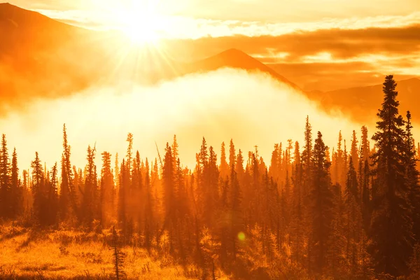 Bosque en Alaska — Foto de Stock