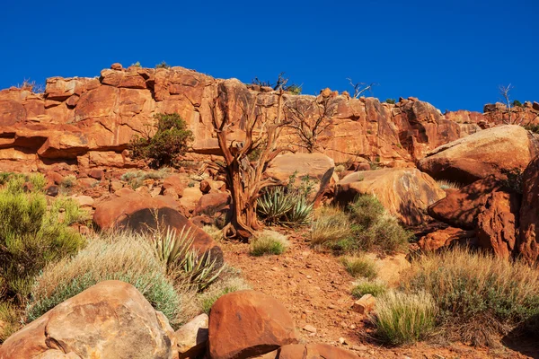 Amerikanska landskap — Stockfoto