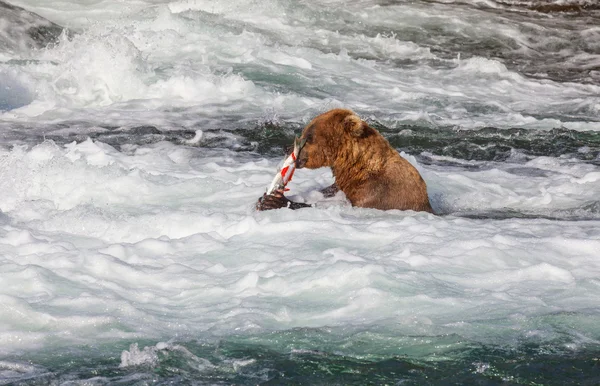 Oso en Alaska —  Fotos de Stock