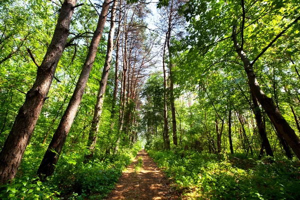 Floresta de verão — Fotografia de Stock