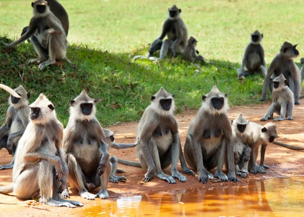 Aap op sri lanka — Stockfoto