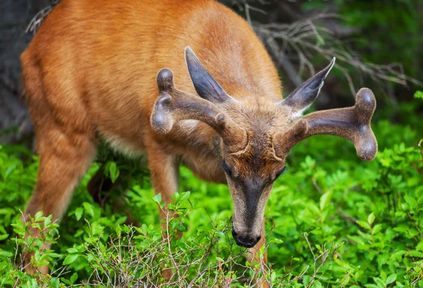 Deer in the forest — Stock Photo, Image