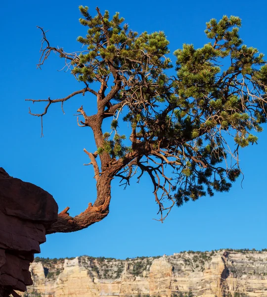 Canyon grandioso — Foto Stock