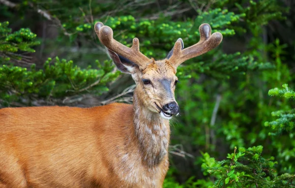 Wild Deer — Stock Photo, Image