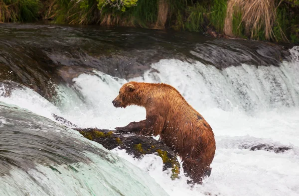 Orso in Alaska — Foto Stock