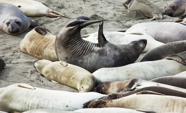 Havet elefant — Stockfoto