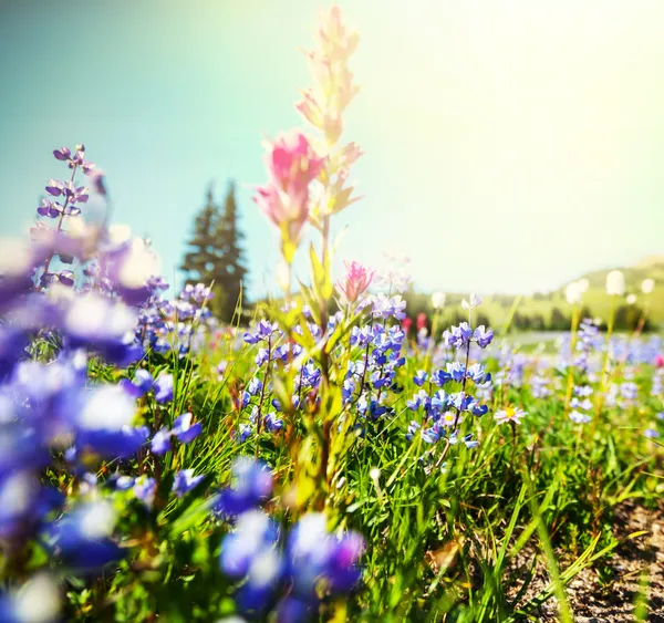 Pradera — Foto de Stock