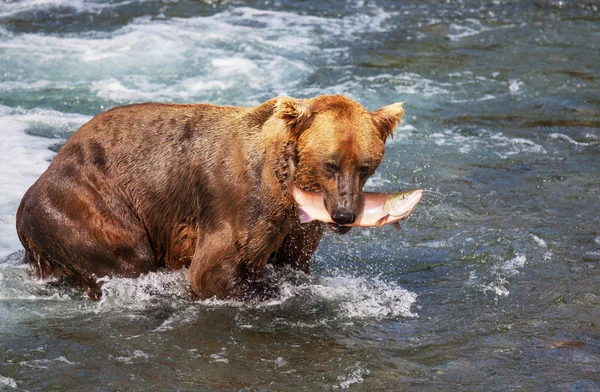 Bear on Alaska — Stock Photo, Image