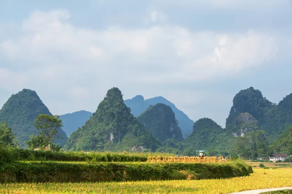 Vietnam — Stock fotografie