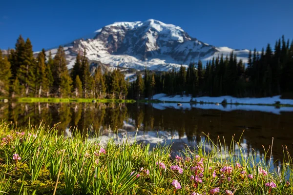 Mt.Rainier — Stock Photo, Image