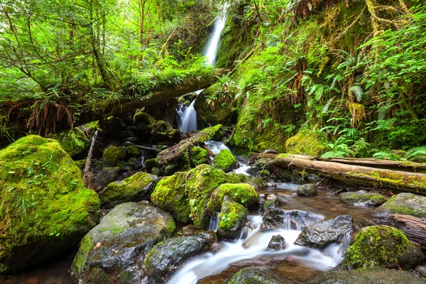 Vattenfall i skogen — Stockfoto