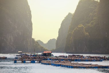 Halong