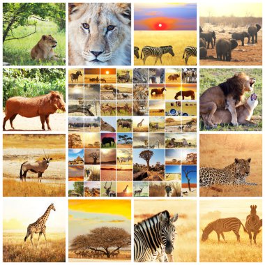 Afrika safarisi
