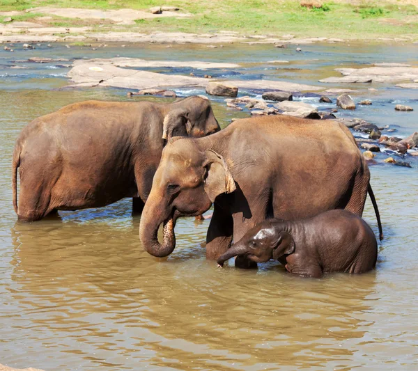 Elephants on Sri Lanka — Stock Photo, Image