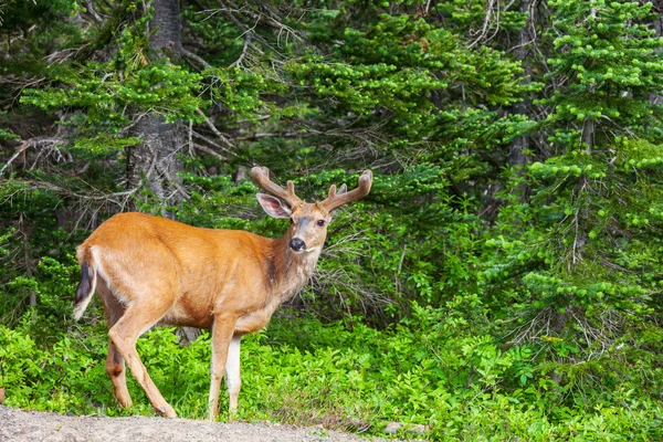 Cerfs dans la forêt — Photo