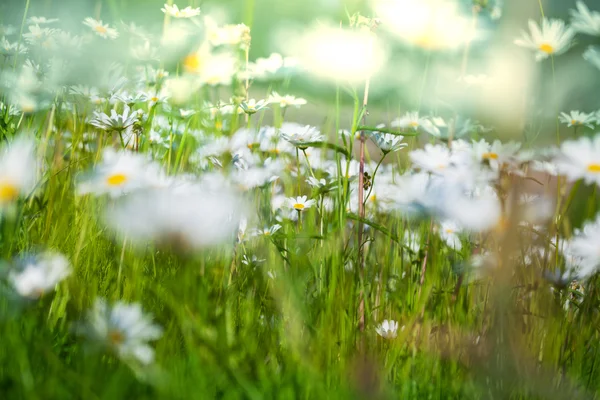 Chamomiles — Stockfoto