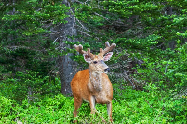 Ormandaki geyik — Stok fotoğraf