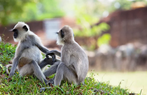Μαϊμού, τη Σρι Λάνκα — Φωτογραφία Αρχείου