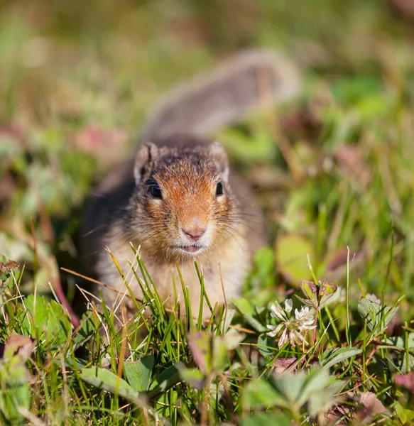 Gopher — Foto Stock