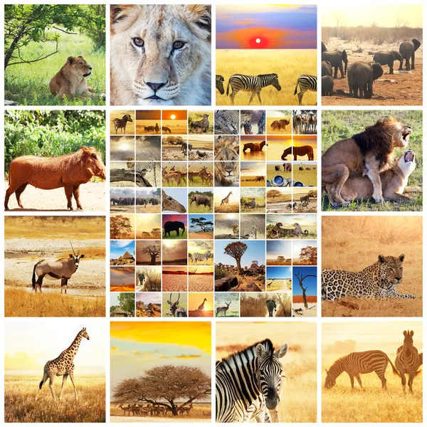 Afrikaanse safari — Stockfoto