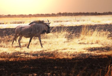 Antelope Gnu clipart