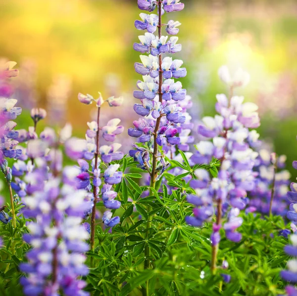 Květiny na Aljašce — Stock fotografie