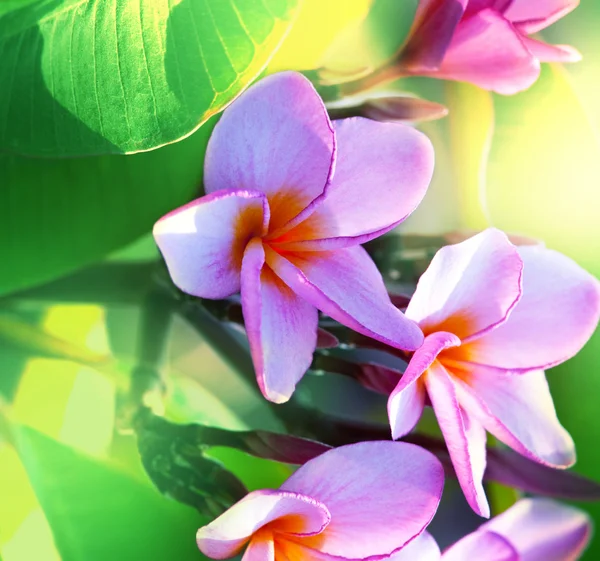 Fiori hawaiani — Foto Stock