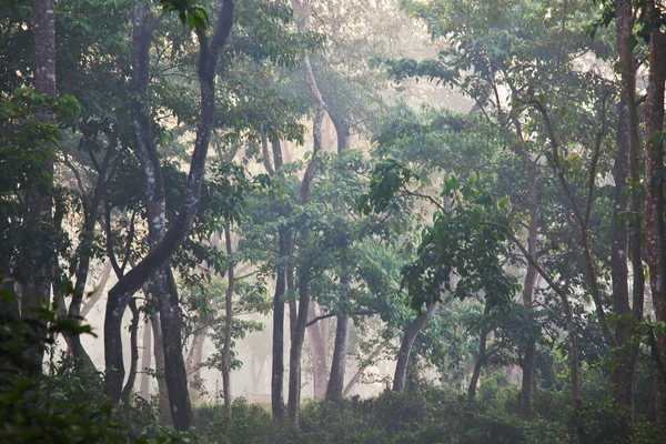 Jungle — Stock Photo, Image