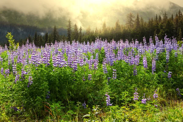 Meadow on Alaska — Stock Photo, Image