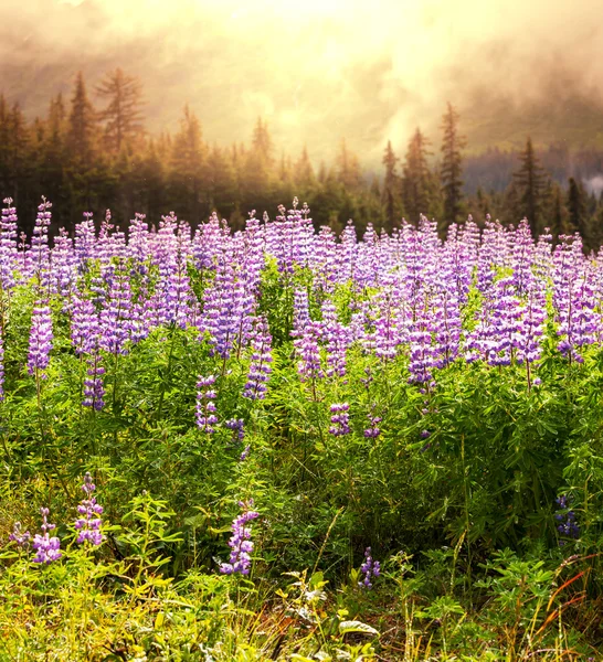 Prato in Alaska — Foto Stock