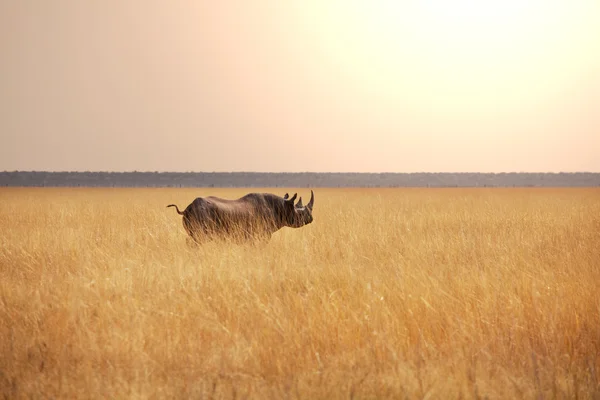 Nashorn — Stockfoto