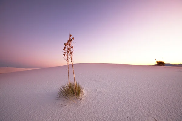 白色沙漠 — 图库照片