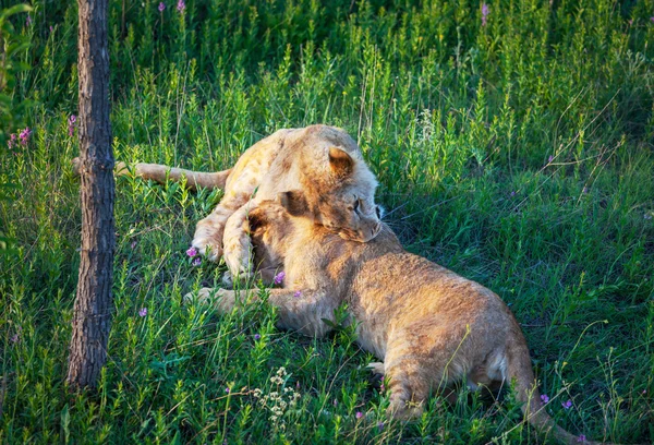 Lion — Stock Photo, Image