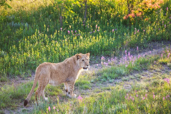 Aslan — Stok fotoğraf