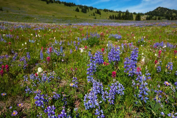 Fjellenger – stockfoto